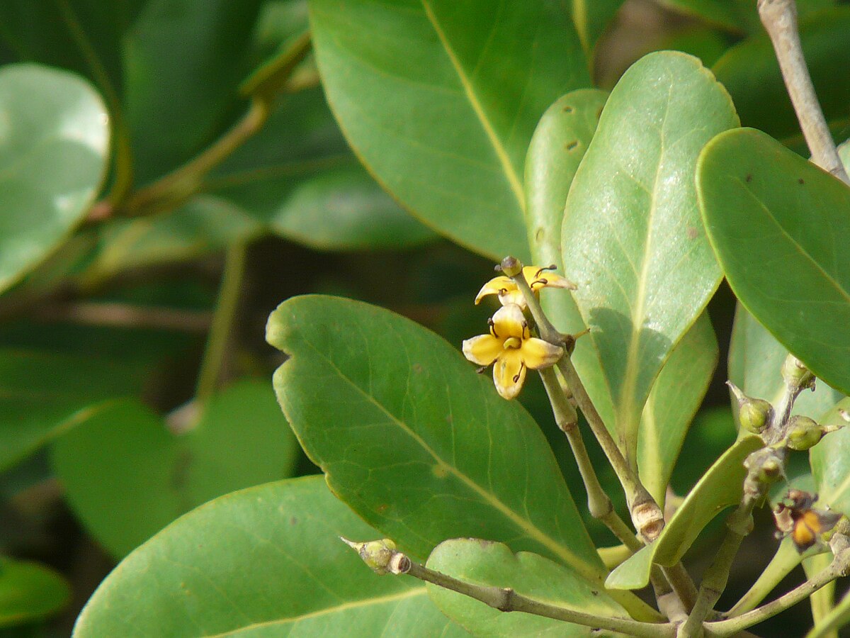 csr mangrove