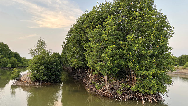 csr mangrove