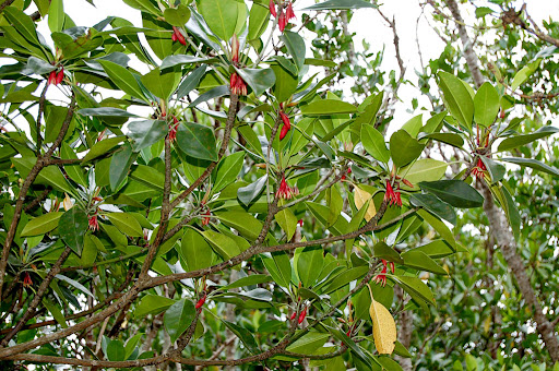 csr mangrove