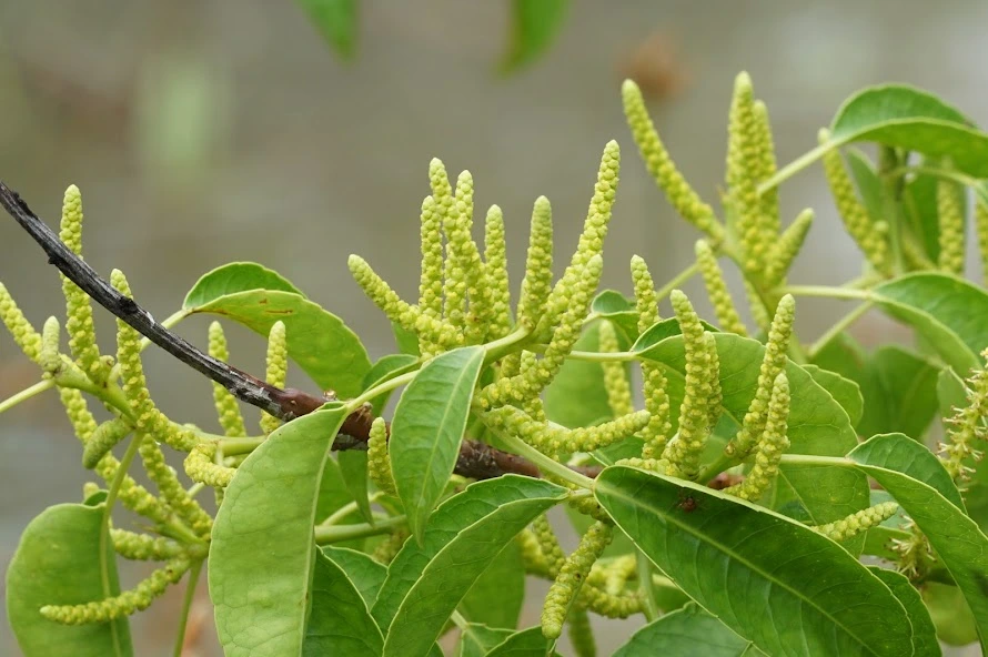 csr mangrove