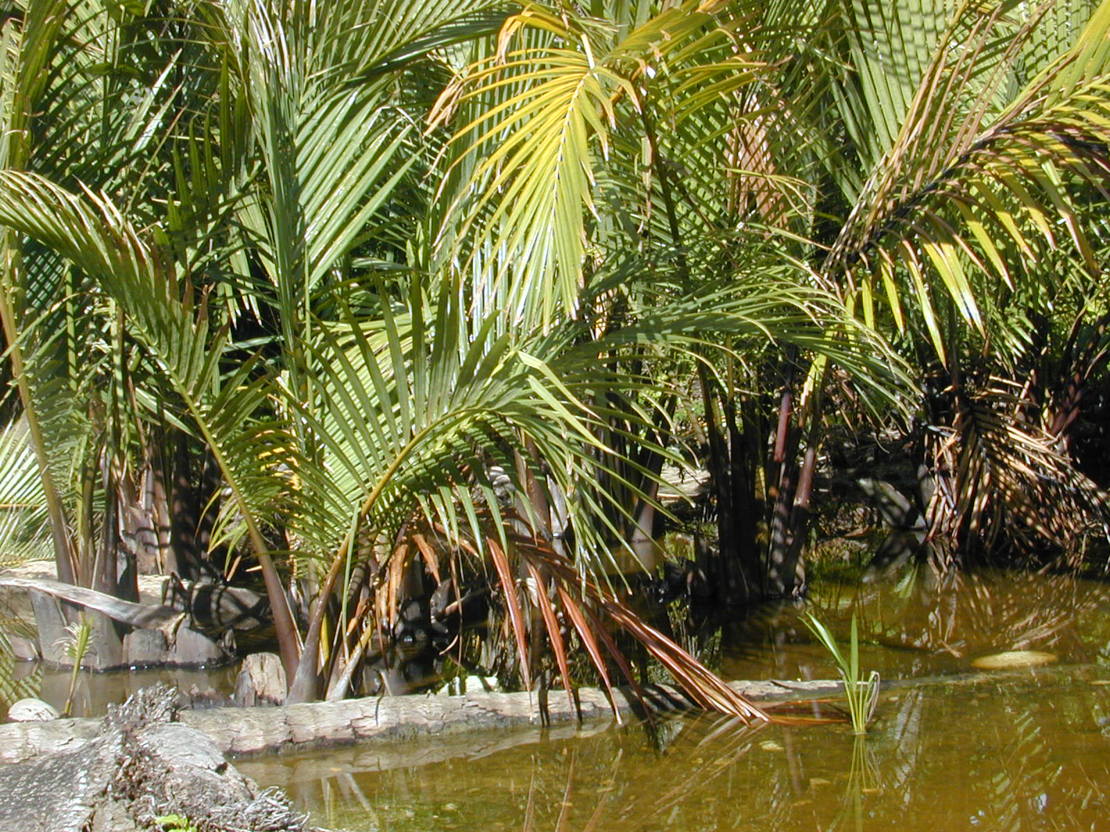 csr mangrove