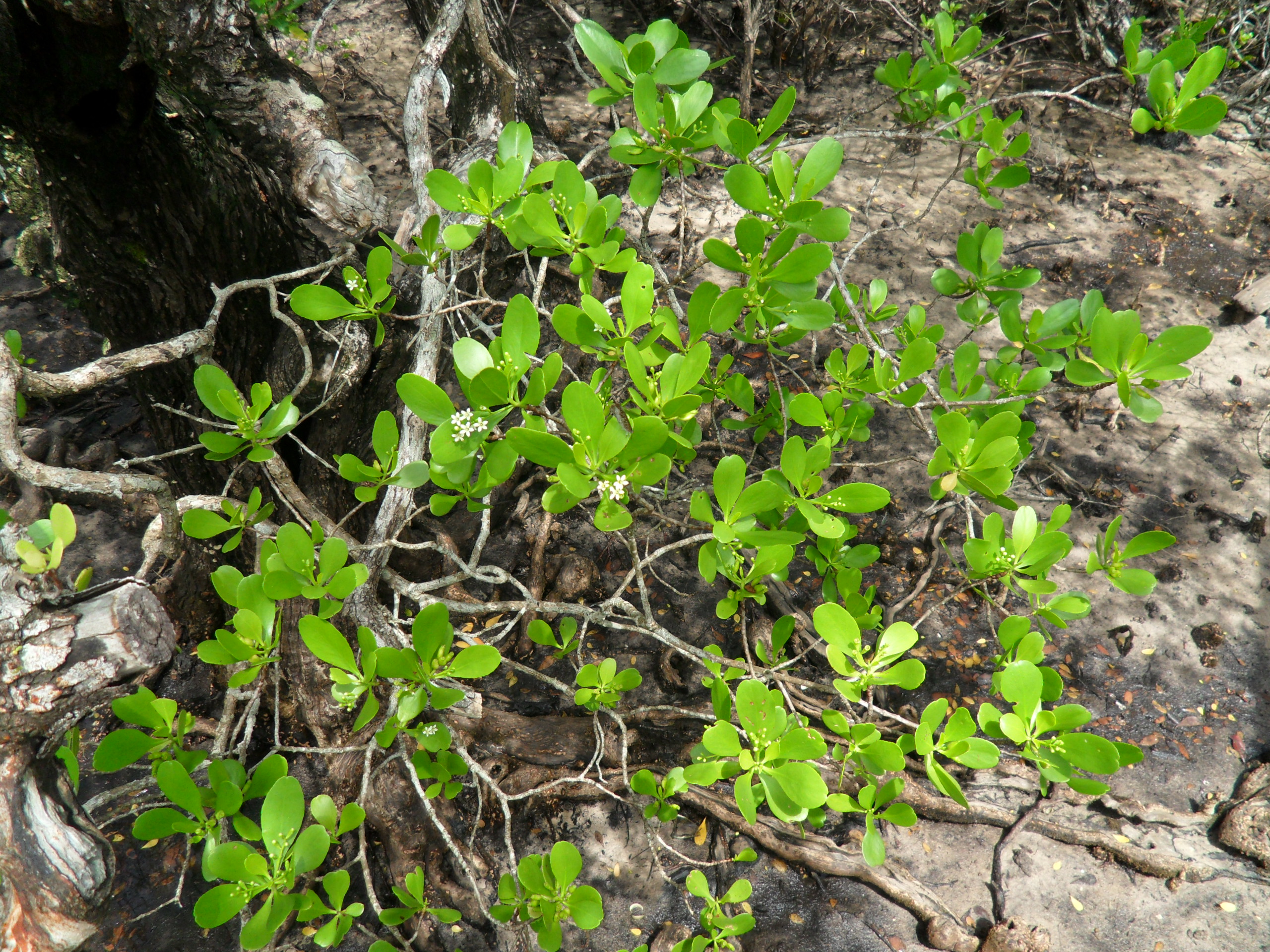 csr mangrove