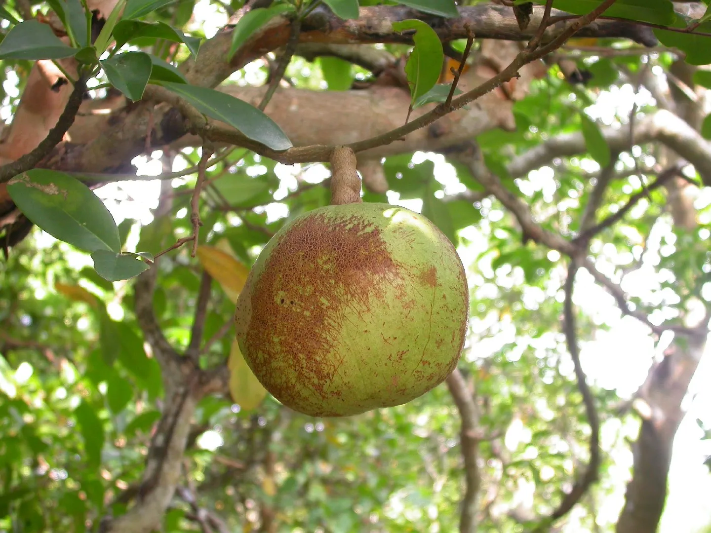 csr mangrove