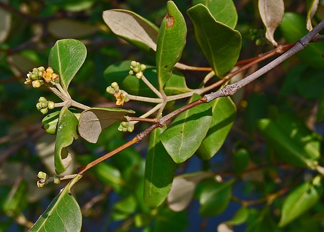 csr mangrove