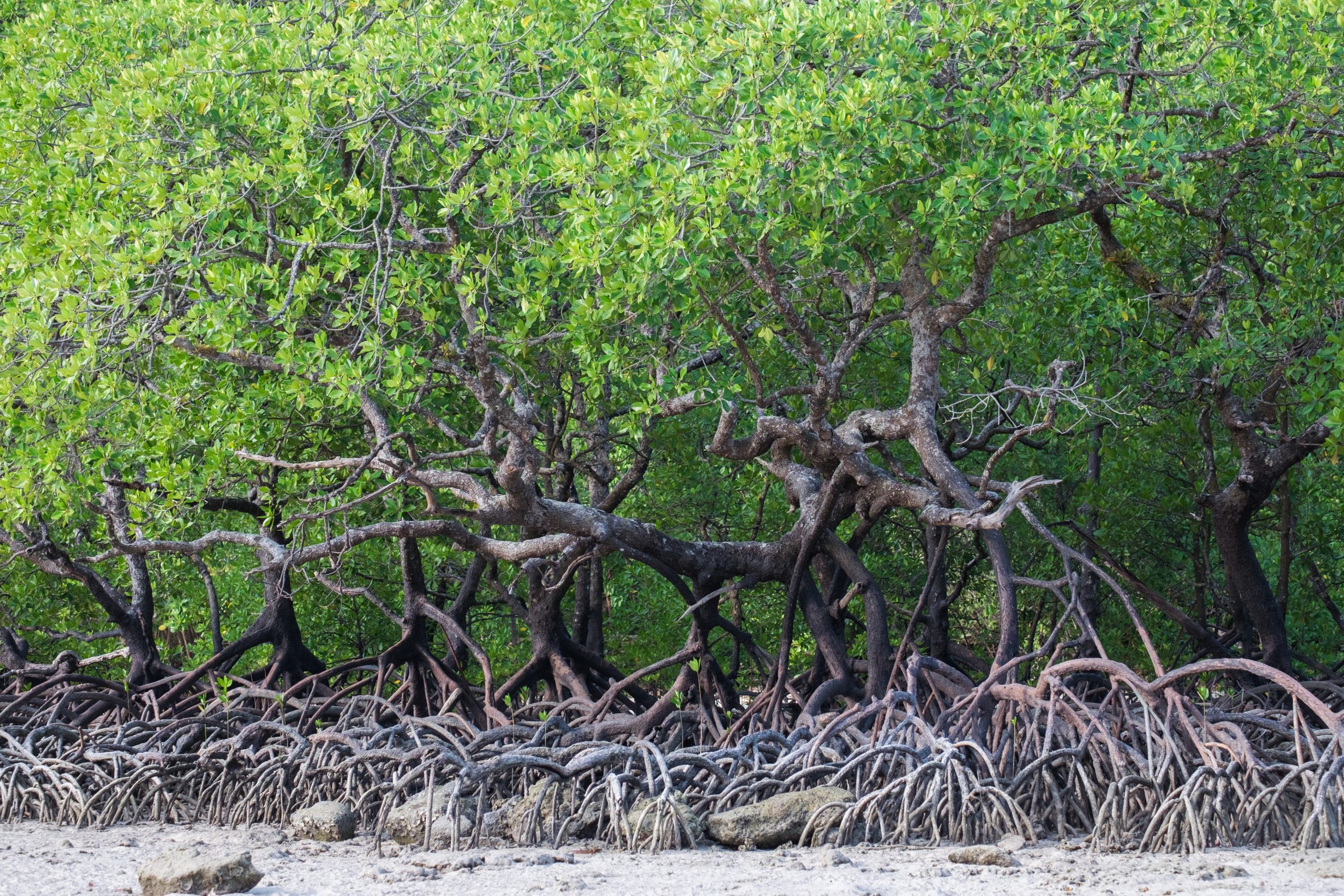 csr mangrove